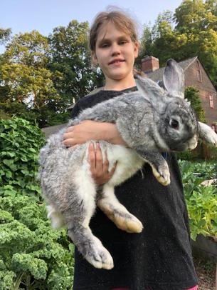 flemish giant bunnies for sale near me